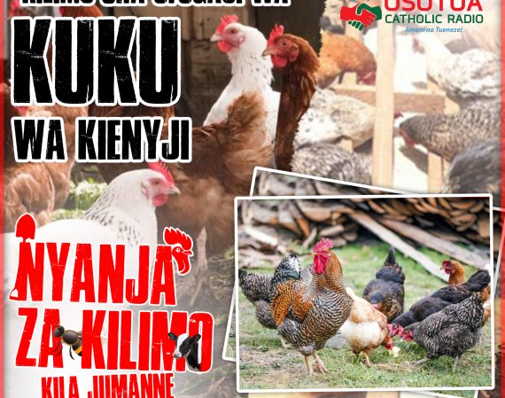 Kilimo kuku
